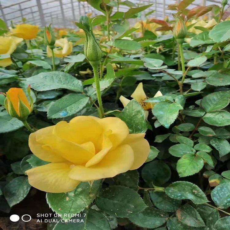 月季_丰花月季 月季批发价格 绿化月季苗大面积种植