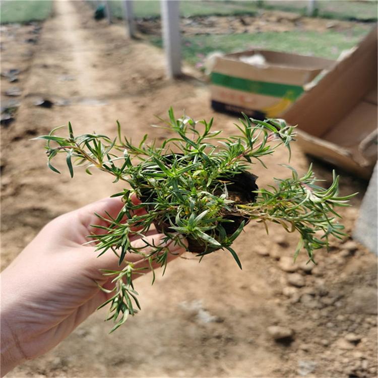 芝樱基地直销 芝樱工程美化