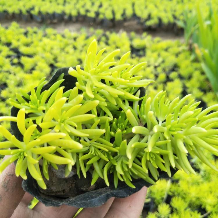 佛甲草基地山东佛甲草供应优质佛甲草批发