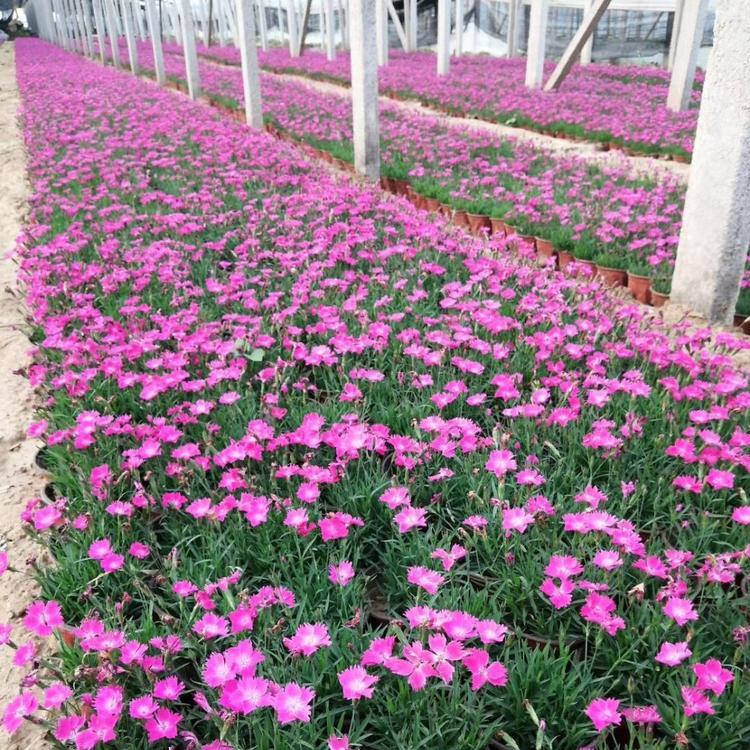 石竹价格 青州欧石竹基地直销 欧石竹小苗