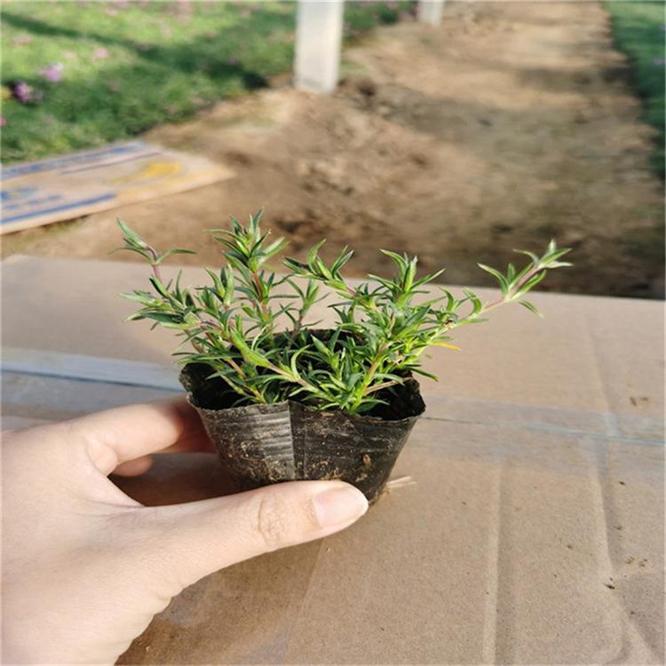 芝樱常年批发 芝樱室内花卉