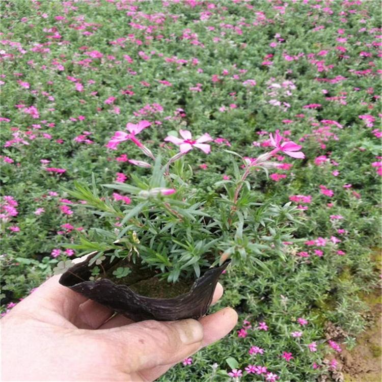 芝樱基地直销 芝樱多年生花卉