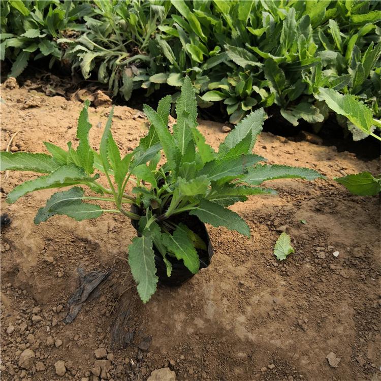 鼠尾草花卉基地 鼠尾草工程美化