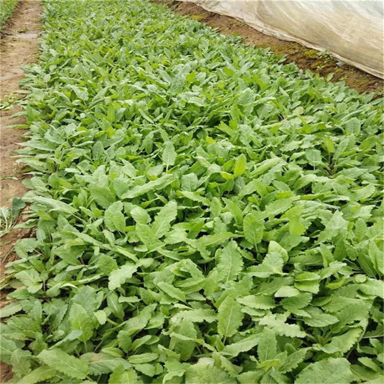 鼠尾草营养钵苗 鼠尾草野花组合