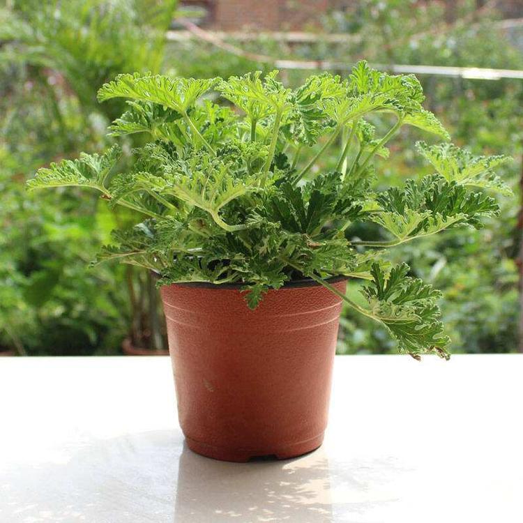 驱蚊香草 驱蚊草 驱蚊香草批发 驱蚊香草价格