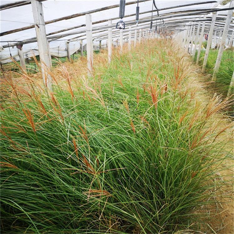 细叶芒种植基地 细叶芒绿化苗木