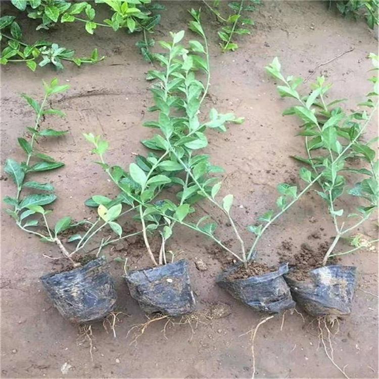 扶芳藤苗圃直供 扶芳藤耐寒花卉