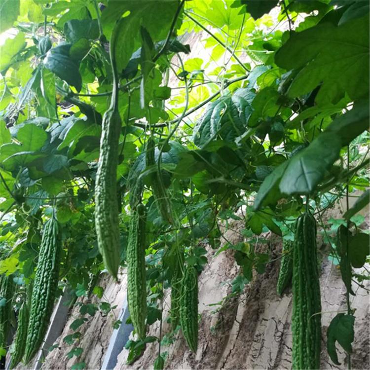 广辰  苦瓜苗  大量有货  苦瓜种苗 温室种植