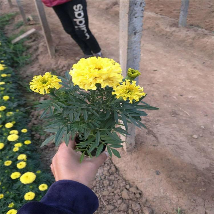 万寿菊营养钵苗 万寿菊多年生花卉