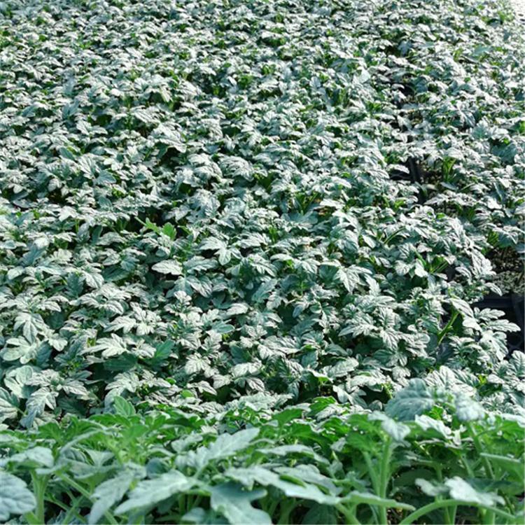 温室种植   樱桃番茄苗   抗褪绿口感西红柿苗  寿光发货