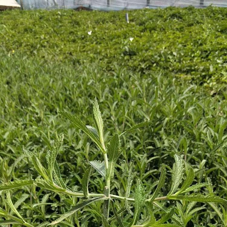 黑龙江柳叶马鞭草基地    柳叶马鞭草基地