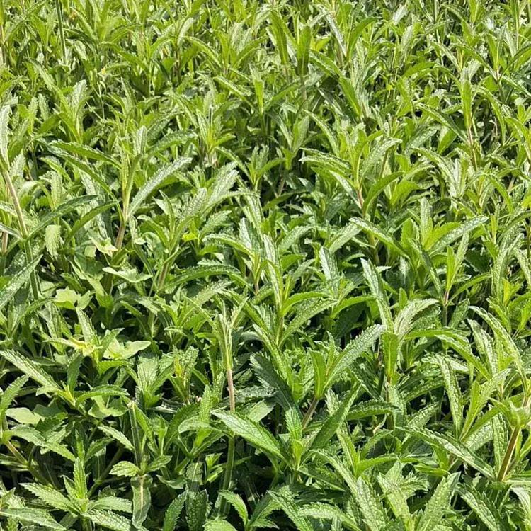 福建马鞭草小苗价格    马鞭草小苗价格