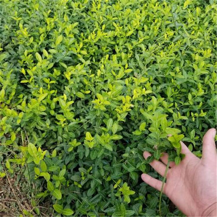 量大优惠 爬行卫矛价格 山东爬行卫矛