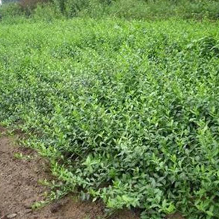 价格从优 小叶扶芳藤基地 山东小叶扶芳藤