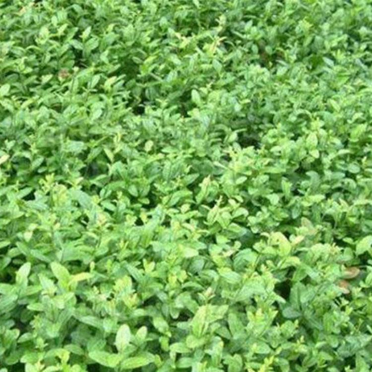 工程用小叶扶芳藤 小叶扶芳藤种植基地