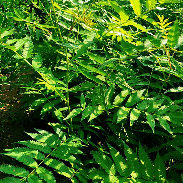 珍珠梅 高40公分珍珠梅 高质量珍珠梅
