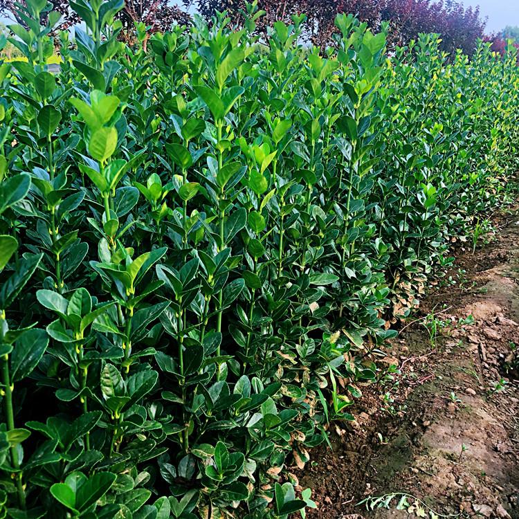 北海道黄杨 绿篱绿化工程专用 北海道黄杨树苗