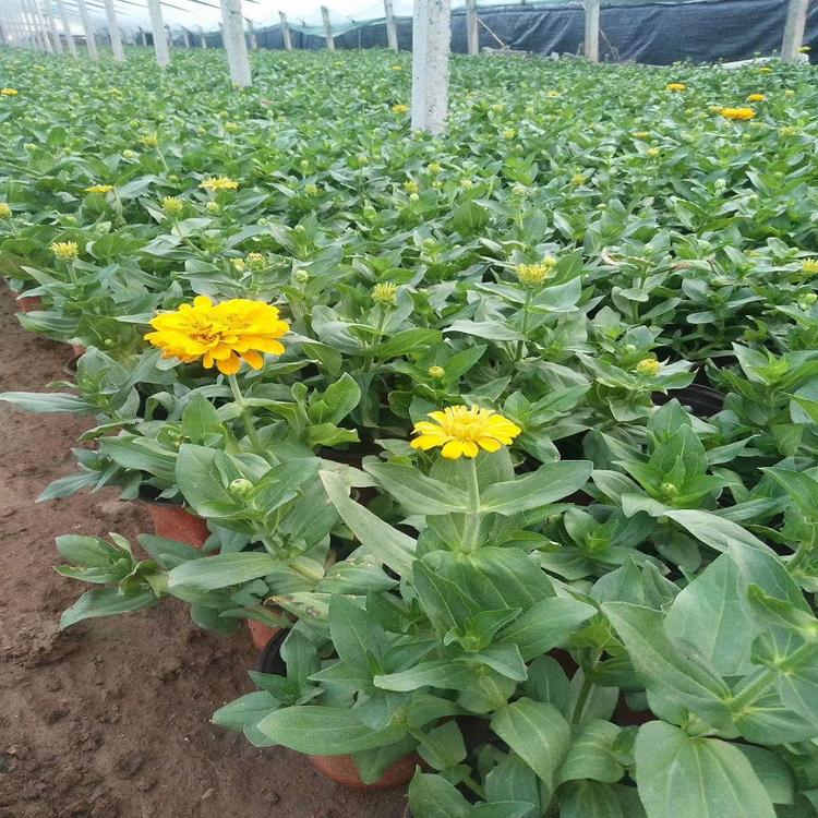基地批发百日草种植百日草出售