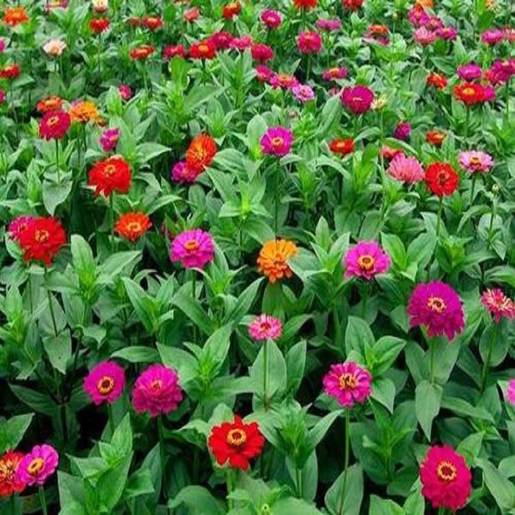 苗圃直供百日草供应商百日草报价
