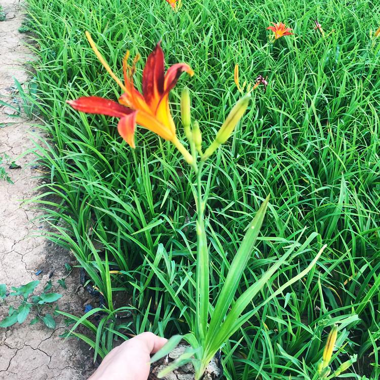 宿根红运萱草基地 批发价格 同丰花卉 大花萱草杯苗