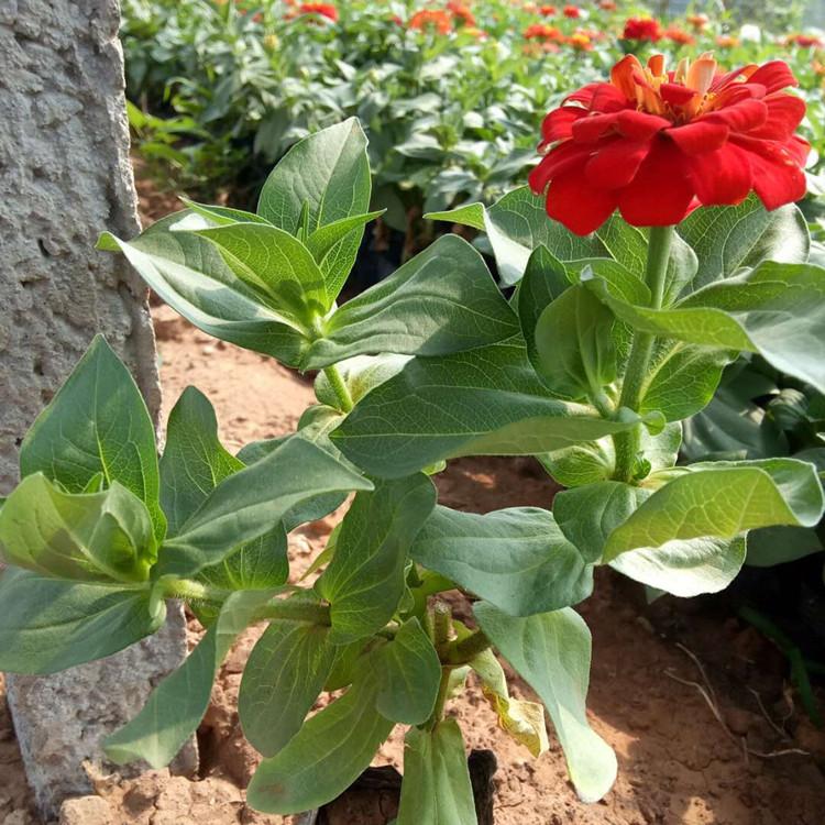 批发百日草   临朐百日草小苗 菊花系列产品