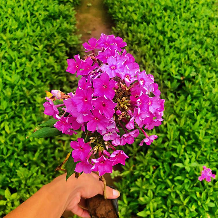 宿根花卉 大花福禄考丛生福禄考 花海绿化景观花卉