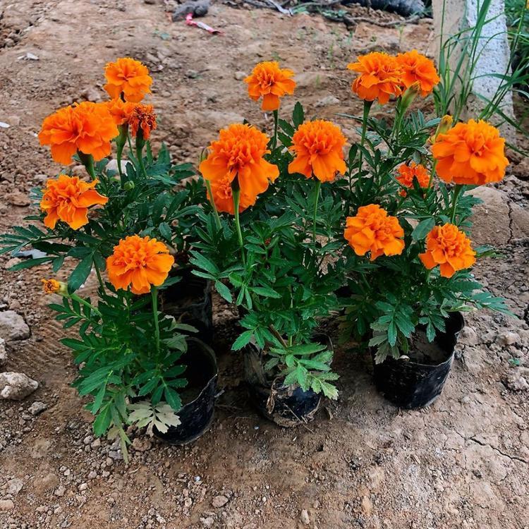 上海孔雀草小苗多少钱   孔雀草小苗多少钱