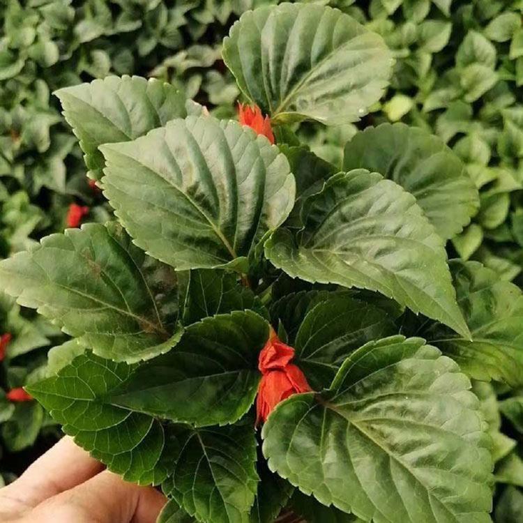 大量供应一串红  价格优惠  质量保障  峻赫花卉等你来