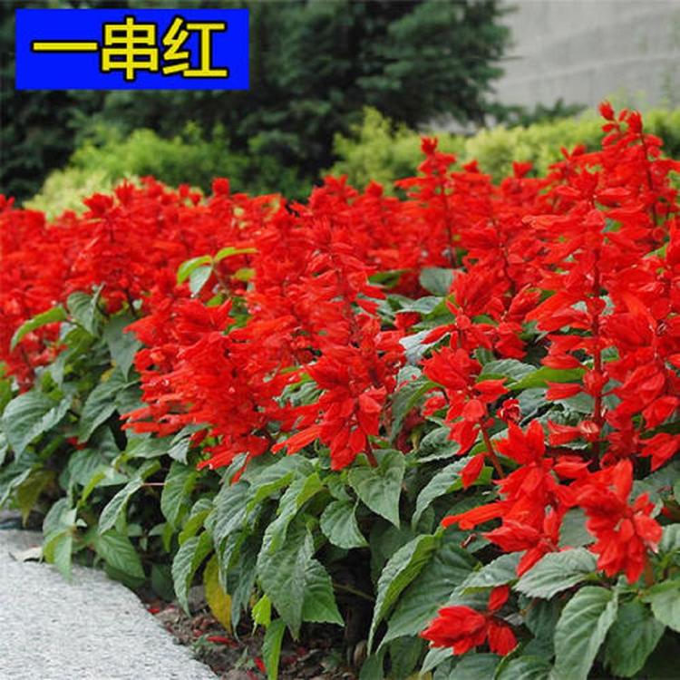一串红种植基地  山东一串红销售  一串红供货商