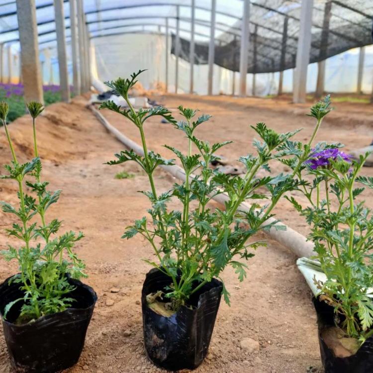 四川草花美女樱一手货源  草花美女樱一手货源