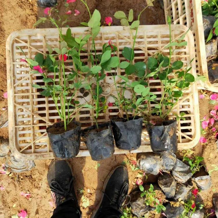 丰花月季价格 丰花月季供应 山东月季基地直销