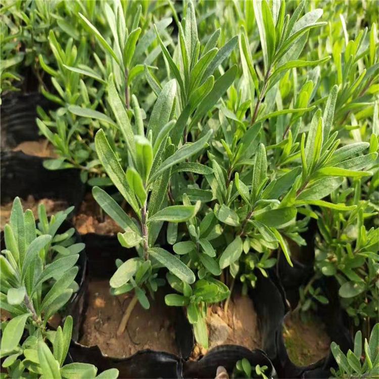 薰衣草宿根花卉批发 薰衣草花卉基地苗圃直供