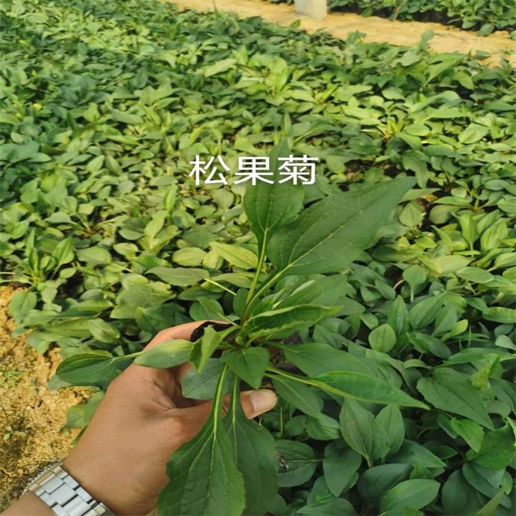 北京松果菊价格营养钵松果菊基地露天多芽松果菊供应详情咨询江瑞园艺