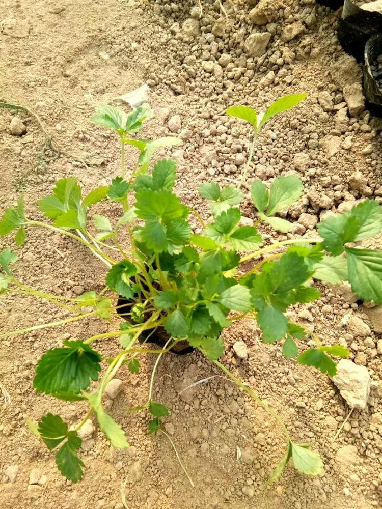 大量出售蛇莓价格 蛇莓小苗供应 蛇莓
