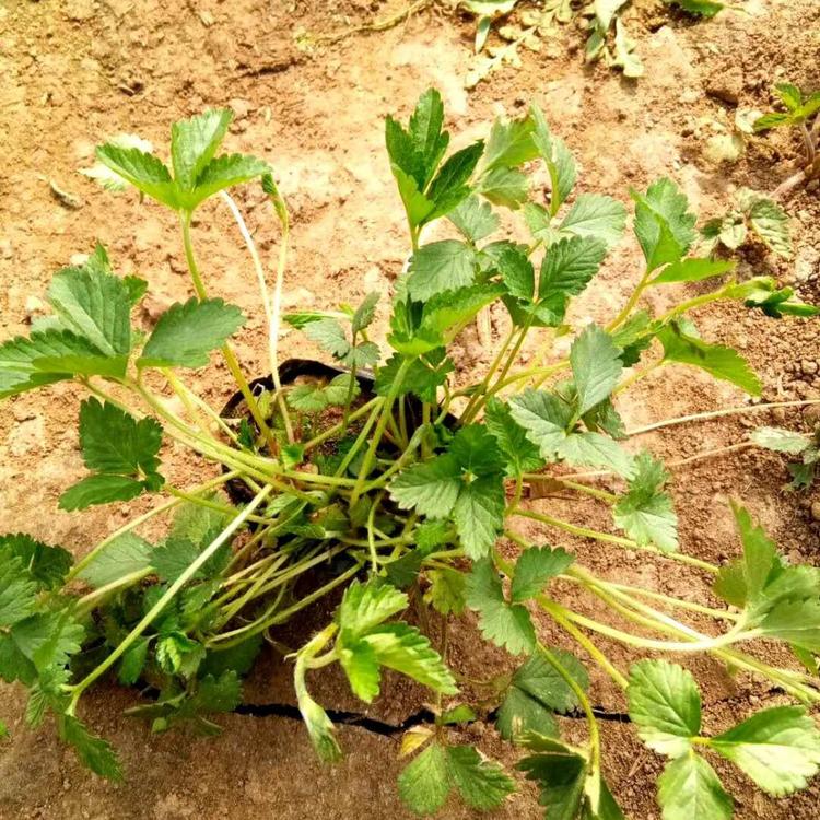 蛇莓报价蛇莓种植基地蛇莓价格蛇莓基地蛇莓小苗蛇莓杯苗蛇莓批发蛇莓供应