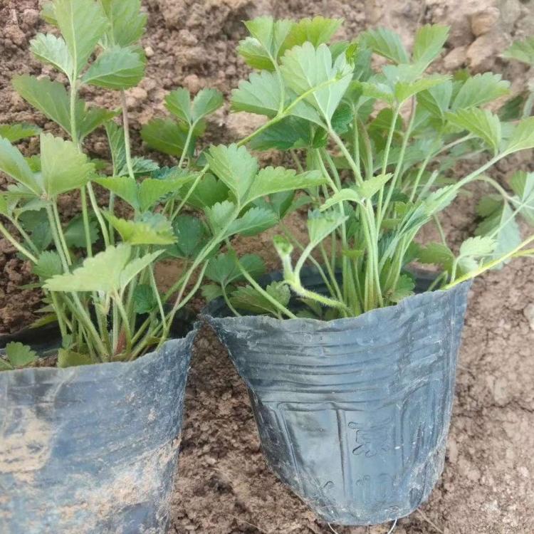 蛇莓价格蛇莓基地蛇莓小苗蛇莓杯苗蛇莓报价蛇莓种植基地蛇莓批发蛇莓供应