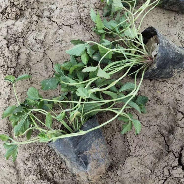蛇莓小苗蛇莓杯苗蛇莓价格蛇莓基地蛇莓报价蛇莓种植基地蛇莓批发蛇莓供应