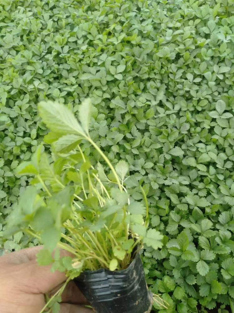 蛇莓批发蛇莓供应蛇莓报价蛇莓种植基地蛇莓小苗蛇莓杯苗蛇莓价格蛇莓基地