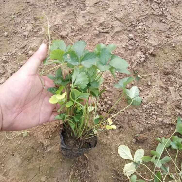 青州蛇莓价格批发大量优质蛇莓出售