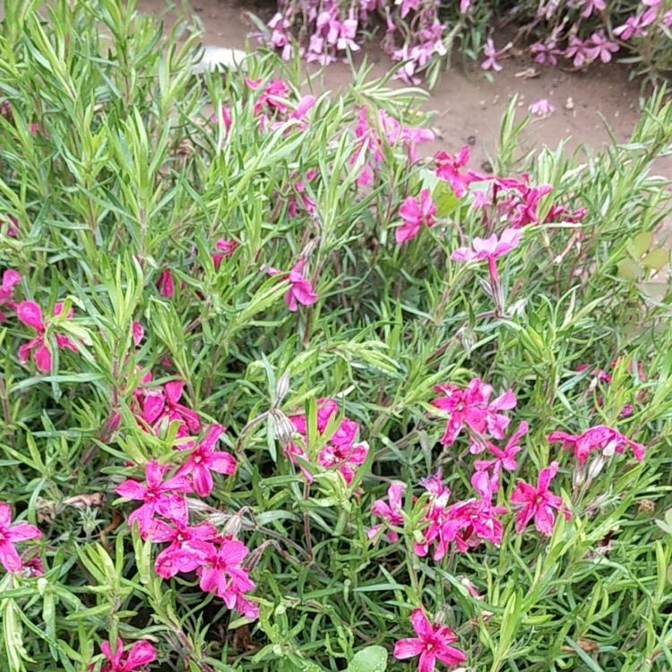 丛生福律考（芝樱）小苗丛生福律考（芝樱）杯苗丛生福律考（芝樱）价格丛生福律考（芝樱）基地丛生福律考（芝樱）报价丛生福律考（芝樱）种植基地