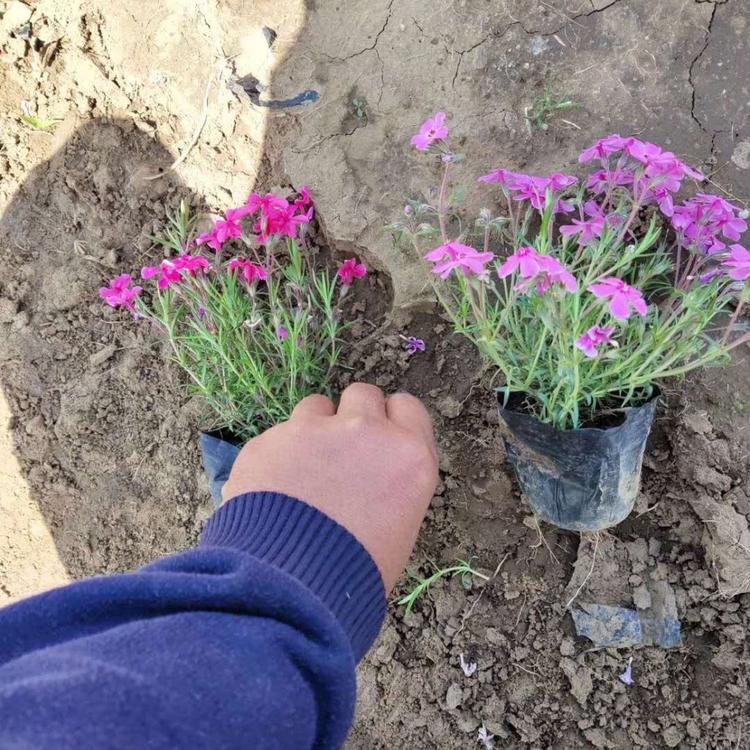 丛生福律考芝樱0丛生福律考小苗价格弘达芝樱基地直销
