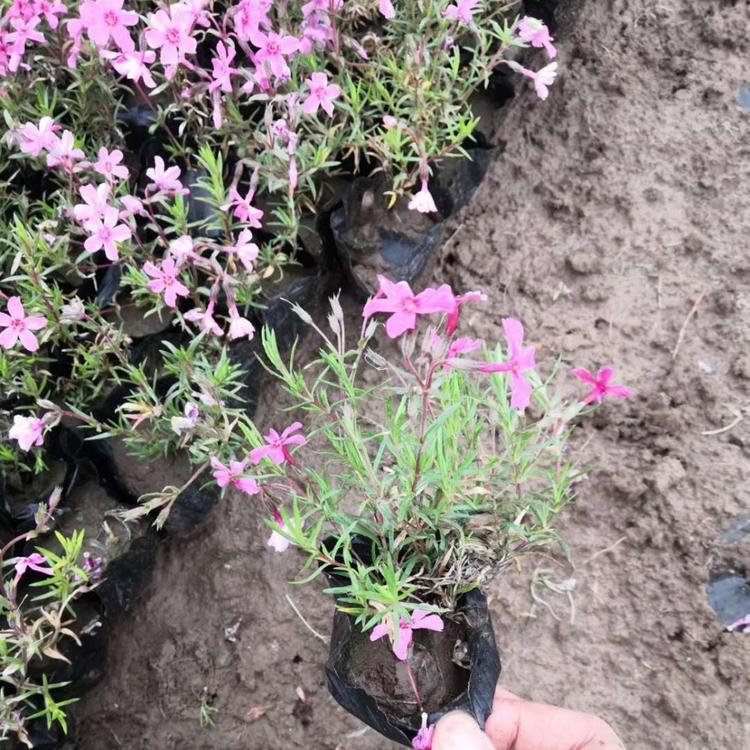 丛生福律考芝樱