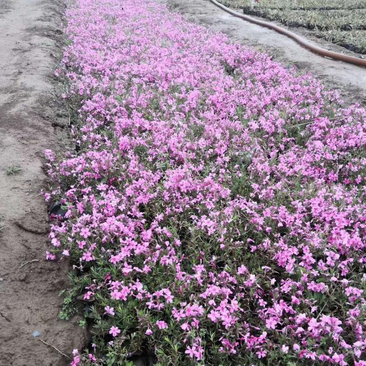 丛生福律考小苗价格0.2 丛生福律考芝樱0.2 芝樱福律考价格0.2