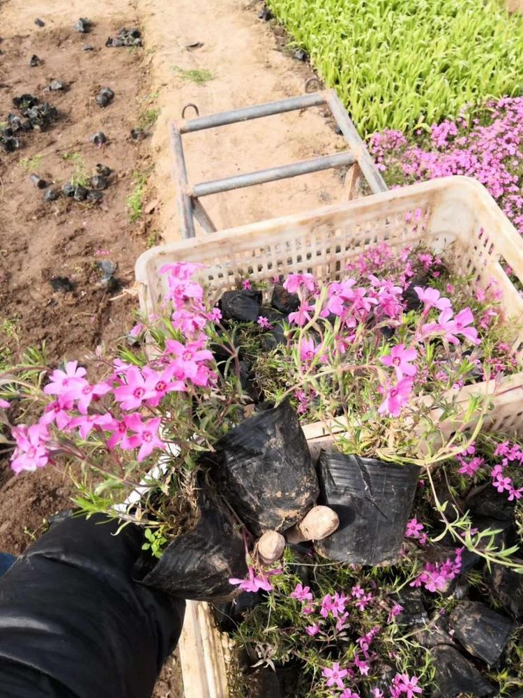 丛生福律考种植基地