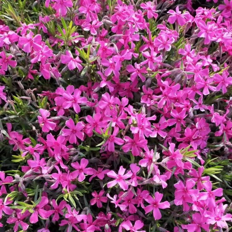 优质芝樱小苗供应