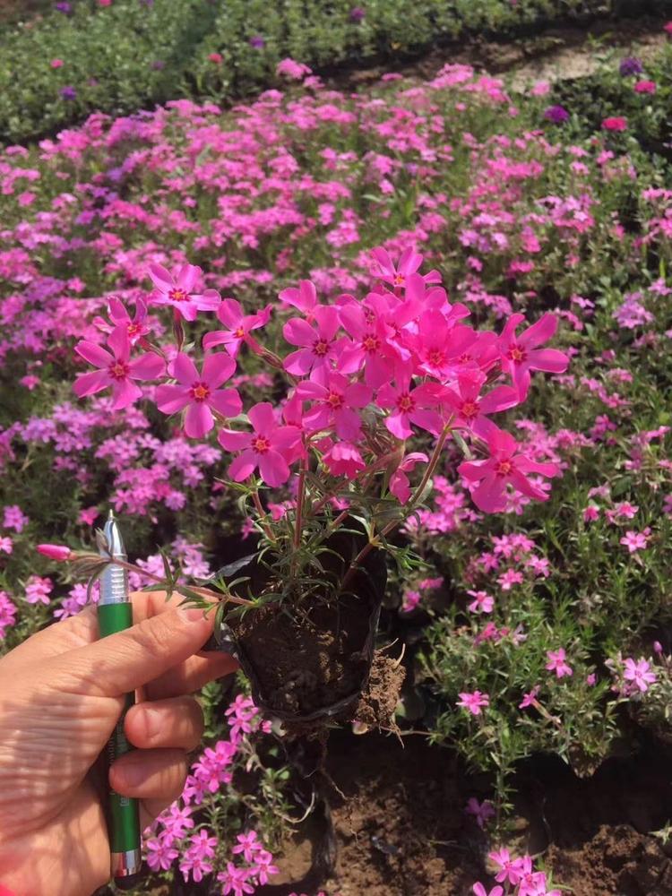 丛生福律考（芝樱）报价丛生福律考（芝樱）种植基地丛生福律考（芝樱）批发丛生福律考（芝樱）供应丛生福律考（芝樱）小苗丛生福律考（芝樱）杯苗