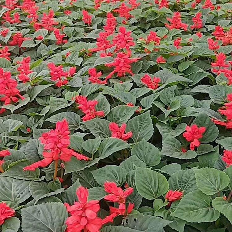 青州一串红种植基地  一串红价格  一串红供应