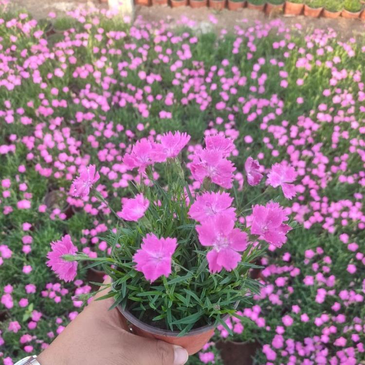 双色盆欧石竹基地欧石竹批发欧石竹现货
