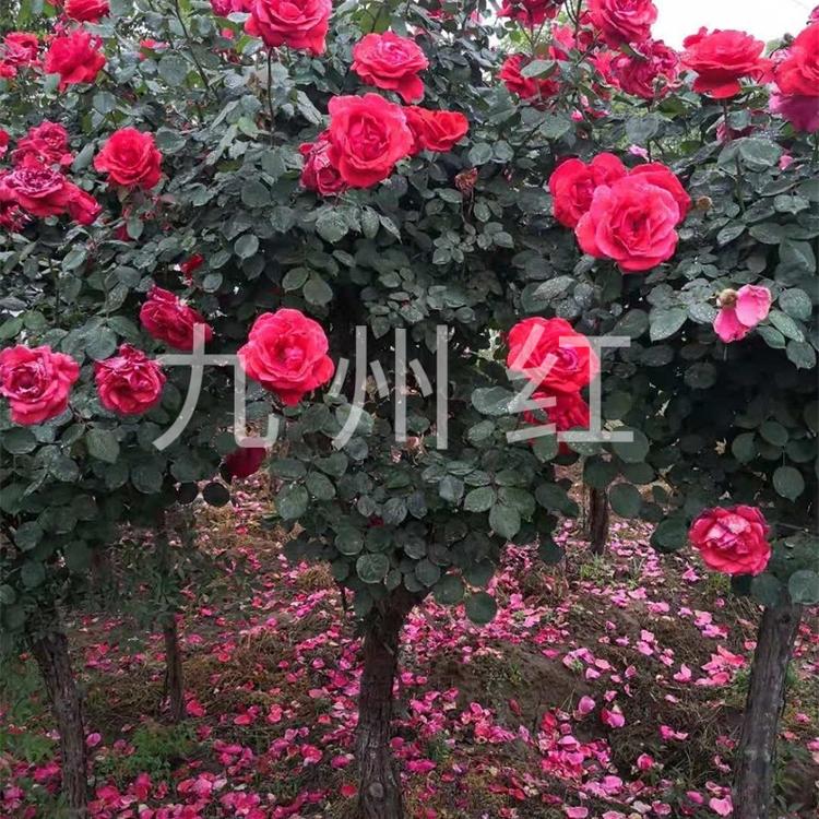 10公分树状月季树苗价格树形状月季树基地直销