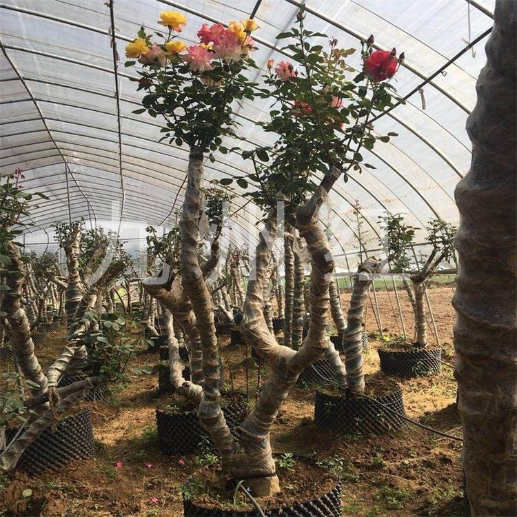 树桩月季价格月季盆景老桩价格月季树桩价格